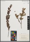 Foto von Salix myrtilloides L.